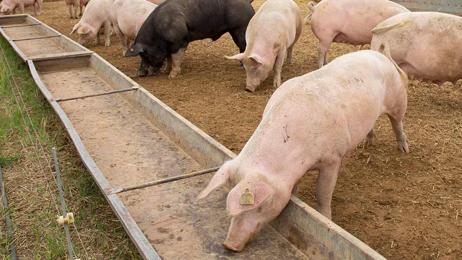 Piggery