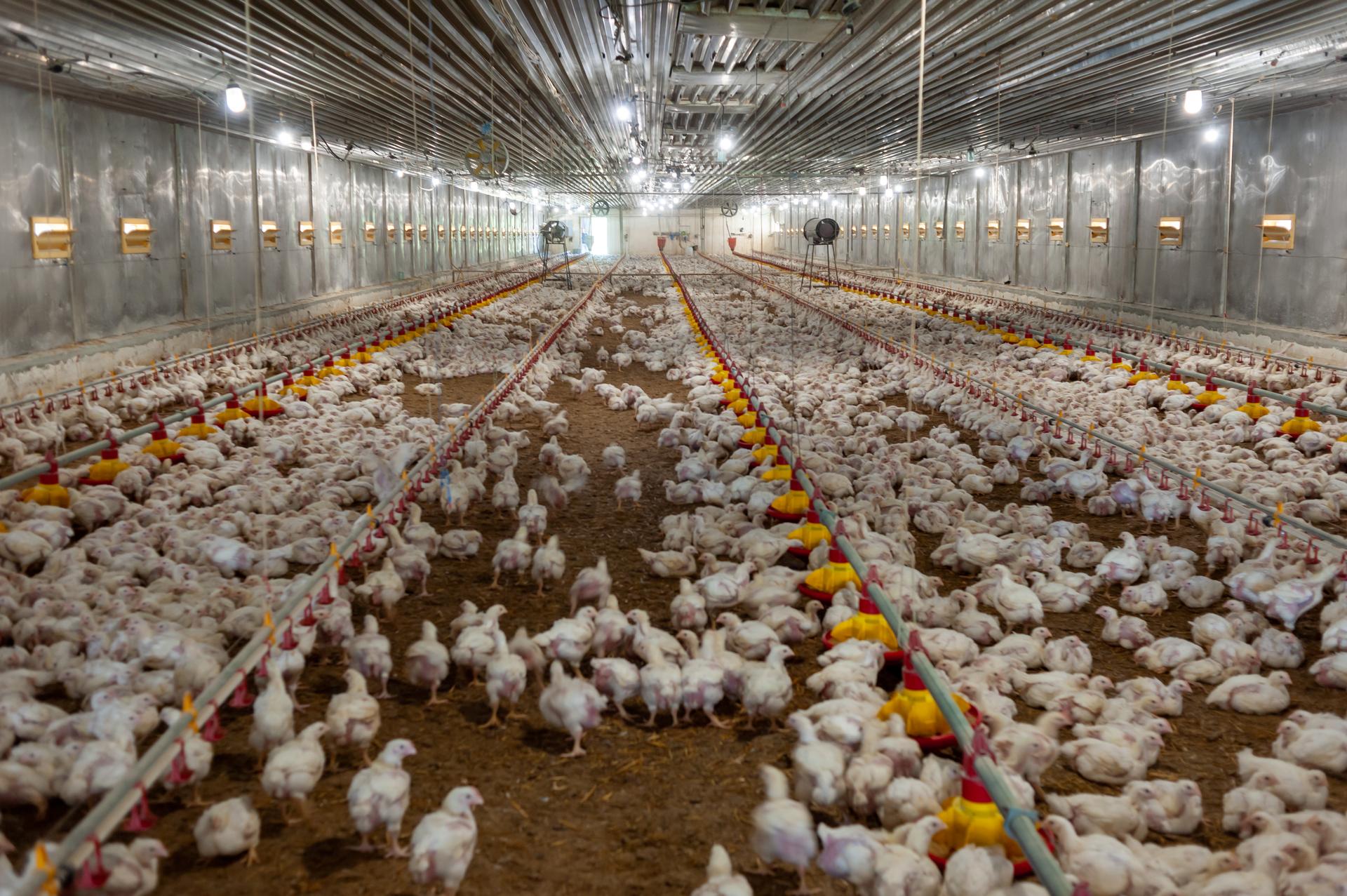 Poultry & Hatchery