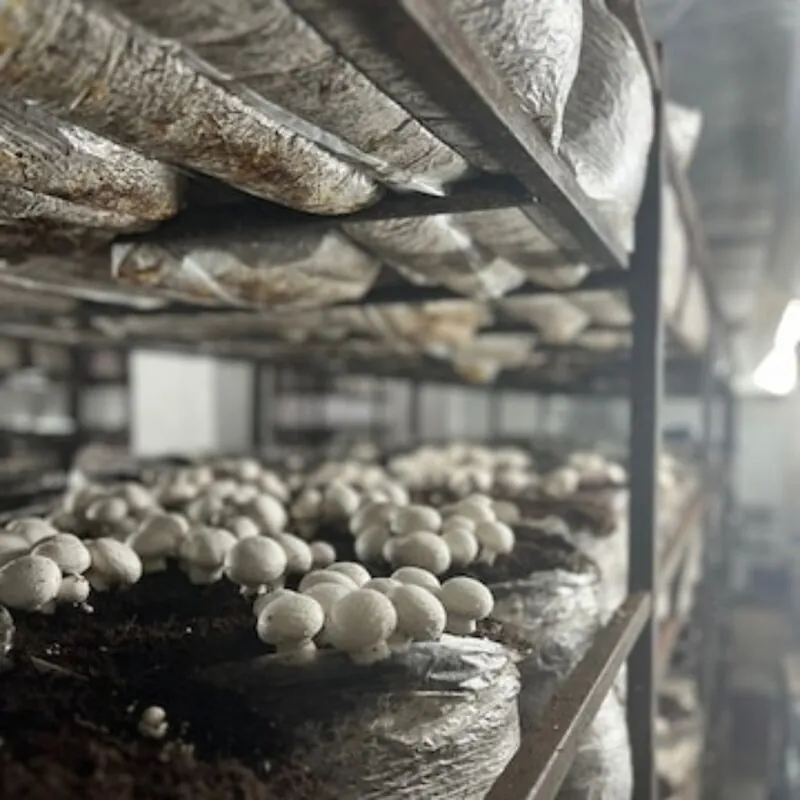 Mushroom farming