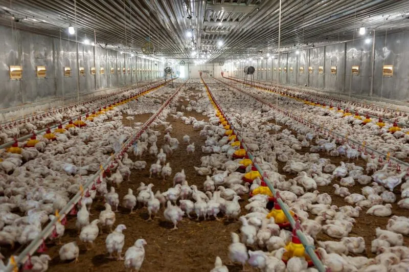 Poultry farm