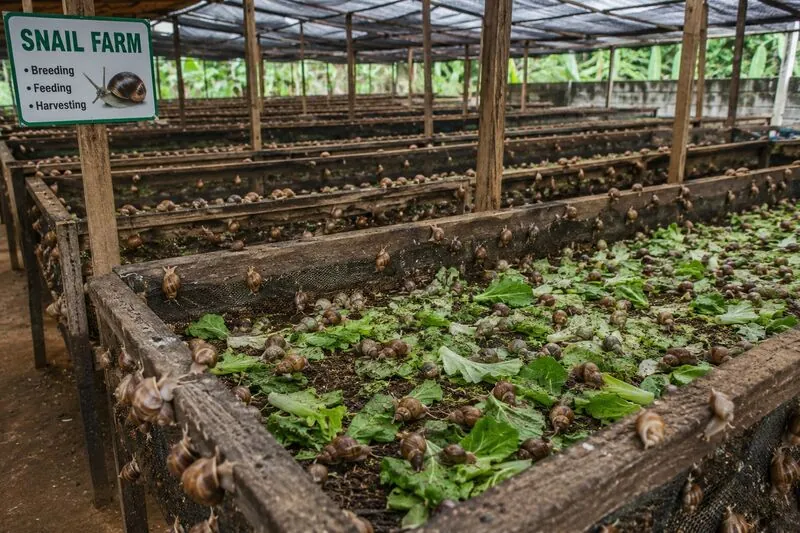 Snail farming